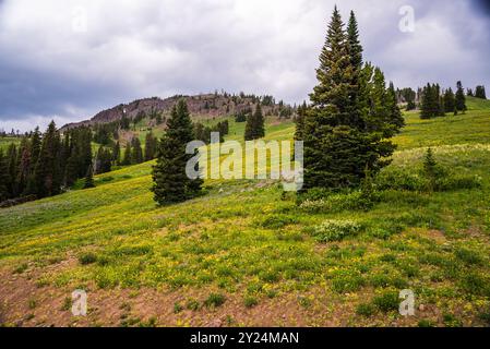 Wiese mit blühenden Wildblumen und Bäumen unter bewölktem Himmel. Stockfoto