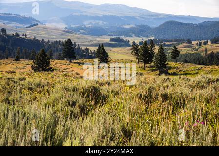 Weitläufige Wiese mit verstreuten Bäumen und sanften Hügeln in Yellowstone Stockfoto