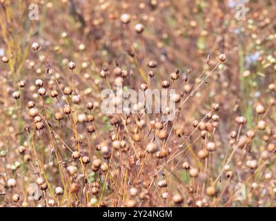 Trockensamenkapseln des Gemeinen Flachs auf dem Feld. Landwirtschaft der Flachsfasern. Quelle des Leinöls. Kulturpflanzen von Linum usitatissimum Stockfoto