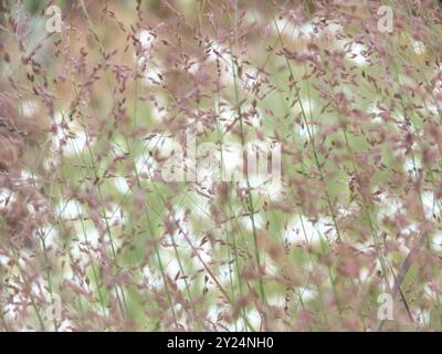 Panicum virgatum blühendes Ziergras. Schelgras blühende poaceae Pflanzen stammen auf weißblühenden Pflanzen Hintergrund. Grasblumen schweben Stockfoto