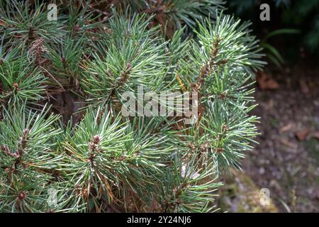 Pinus mugo Baum Ast. Zwergkiefer oder Bergkiefer Zierpflanze. Bergkiefer oder Schweizer Bergkiefer. Moorkiefer, kriechend Stockfoto