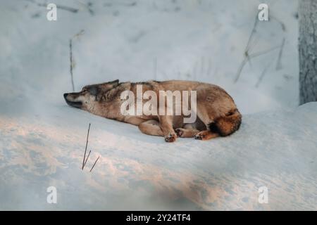 Wolf flog auf dem Schnee in Ranua, Lappland Stockfoto