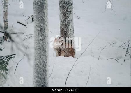 Lynx im Schnee blickt rückwärts in Ranua, Lappland Stockfoto