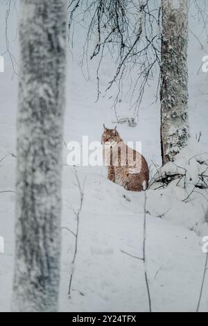 Lynx im Schnee blickt nach vorne in Ranua, Lappland Stockfoto