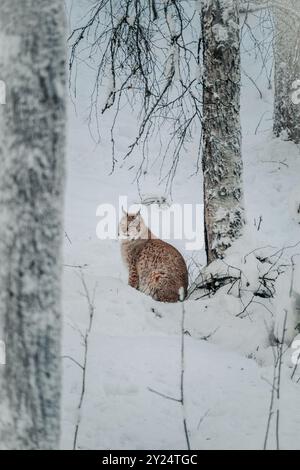 Lynx im Schnee im Wildpark mit Blick nach vorne in Ranua, Lappland Stockfoto