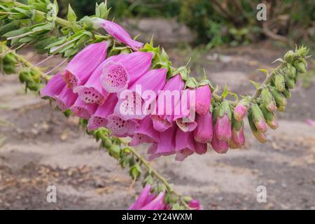 Digitalis purpurea wächst auf der Wiese. Er wird wegen seiner romantischen rosa Blumen angebaut. Violette Blüten blühen. Hüttengarten. Stockfoto