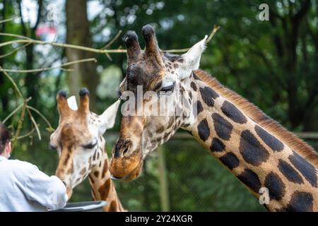 Giraffe, die an einem Zoo-Erlebnistag von einer Person in einer Gesichtsmaske von Hand gefüttert wird, Stockfoto