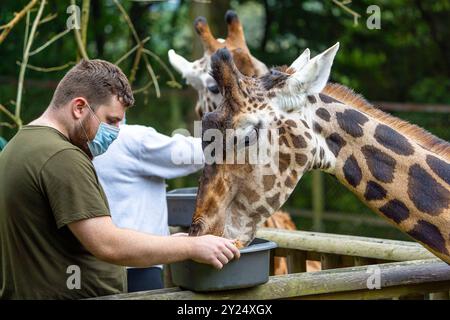 Giraffe, die an einem Zoo-Erlebnistag von einer Person in einer Gesichtsmaske von Hand gefüttert wird, Stockfoto