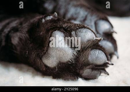 Hund Labrador Pfote mit Pads Hund Labrador Pfote mit Pads auf Einem hellen Teppich. Das Schwarze Labrador-Hündchen Schläft In Ihrem Bett Stockfoto