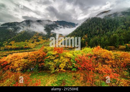 Wunderschöner Blick auf die Berge im Nebel und den farbenfrohen Herbstwald Stockfoto