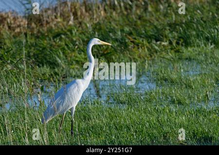 Großer Weißreiher (Egretta alba / Ardea alba), der nach Tagen des starken Regens auf überfluteten Weideflächen auf Nahrungssuche ist, Somerset Levels, Großbritannien, Dezember. Stockfoto