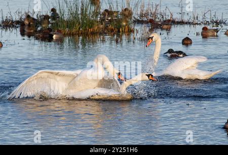 Ein stummer Schwan (Cygnus olor) greift einen Rivalen an, der auf einem Sumpfbecken in sein Territorium streunte und ein Weibchen zusieht, Catcott unterdrückt National Nature Stockfoto