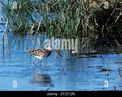 Gemeine Snipe (Gallinago gallinago), die an einem kalten Wintertag im überfluteten Marschland auf Eis läuft, Greylake RSPB Reserve, Somerset Levels, Großbritannien, Januar. Stockfoto