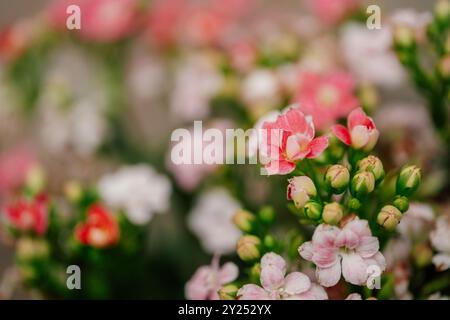 kalanchoe rosa weiße Blumen im Garten nah dran Stockfoto