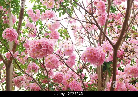 Wunderschöne Blütenstände von Rosy Trompete Tree Flowers oder Tabebuia Rosea Stockfoto