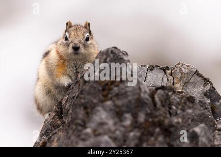 Golden Mantled Ground Eichhörnchen, das auf einem Felsen sitzt. Stockfoto