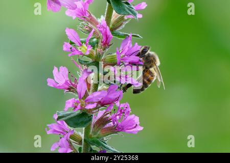 Honigbiene-APIs mellifera ernährt sich von Purple loosestrife-Lythrum salicaria. Stockfoto