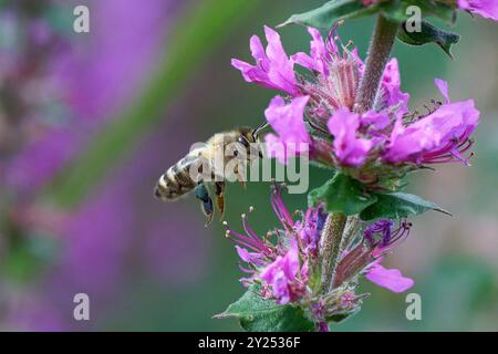 Honigbiene-APIs mellifera ernährt sich von Purple loosestrife-Lythrum salicaria. Stockfoto