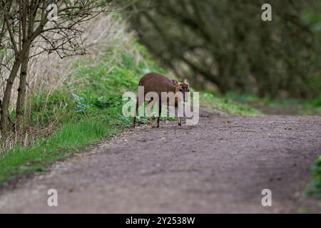 Muntjac (Doe), auch bekannt als Reeves’ Muntjac, bellender Hirsch und Mastreani-Hirsch-Muntiacus reeversi. Norfolk, Großbritannien. Stockfoto