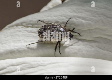 Oxythyrea funesta, mediterraner gefleckter Chafer auf einer Blume Stockfoto