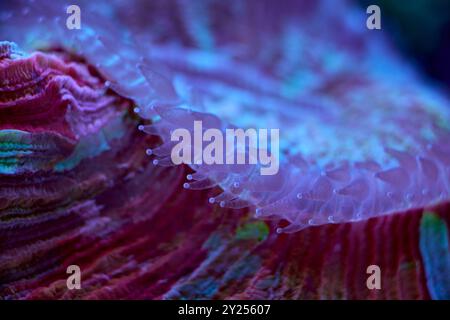 Lobophyllia Nahaufnahme von Meereskorallen und Meerestieren, Korallenriffkonzept Stockfoto