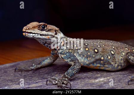 Agamid-Eidechse Laudakia tuberculata von fotografiert im Kumaon Himalaya. Agamidae ist eine Familie von über 550 Arten von Leguaneidechsen, die in A heimisch Sind Stockfoto