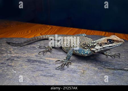 Agamid-Eidechse Laudakia tuberculata von fotografiert im Kumaon Himalaya. Agamidae ist eine Familie von über 550 Arten von Leguaneidechsen, die in A heimisch Sind Stockfoto