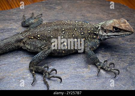 Agamid-Eidechse Laudakia tuberculata von fotografiert im Kumaon Himalaya. Agamidae ist eine Familie von über 550 Arten von Leguaneidechsen, die in A heimisch Sind Stockfoto