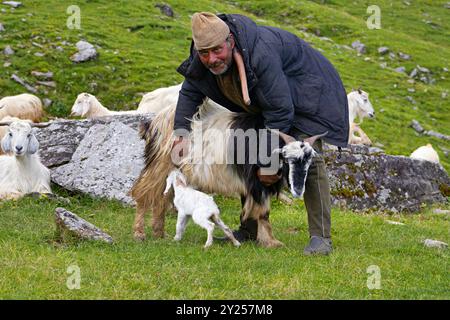 Nomadischer Schäferhund bei Kumaon Himayas, der eine neugeborene Ziege füttert Stockfoto