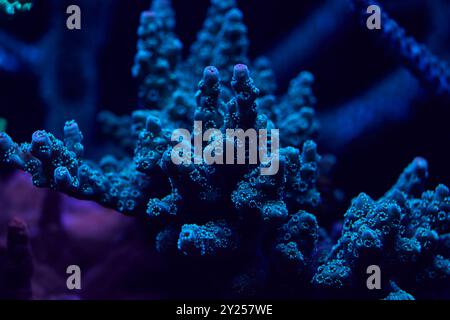 Nahaufnahme der Meereskorallen acropora. Hochwertiges Foto, Korallenriffkonzept Stockfoto
