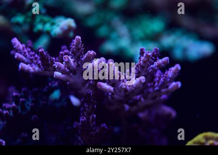 Nahaufnahme der Meereskorallen acropora. Hochwertiges Foto, Korallenriffkonzept Stockfoto