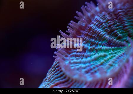 Lobophyllia Nahaufnahme von Meereskorallen und Meerestieren, Korallenriffkonzept Stockfoto