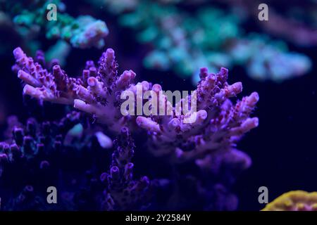 Nahaufnahme der Meereskorallen acropora. Hochwertiges Foto, Korallenriffkonzept Stockfoto
