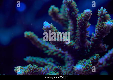 Nahaufnahme der Meereskorallen acropora. Hochwertiges Foto, Korallenriffkonzept Stockfoto