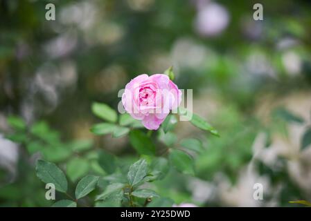 Eine hübsche rosa Rose im Garten Stockfoto