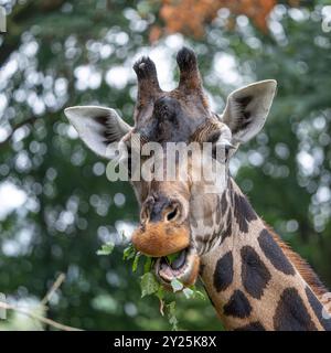 Vorderansicht eines Giraffen-Kopfes Stockfoto