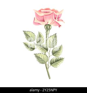 Rosenblume mit grünen Blättern am Stiel. Handgezeichnete Aquarellillustration isoliert. Botanisches Clipart der Gartenpflanze. Blumendesign für Stockfoto