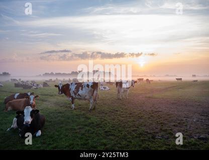 Große Herde von gefleckten Kühen auf nebeliger Wiese während des farbenfrohen Sonnenaufgangs in den niederlanden bei culemborg Stockfoto