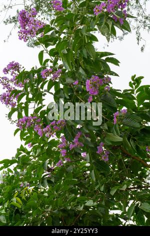 Lagerstroemia speciosa blüht lila Blüten. imperial oder Blume der Königin Stockfoto