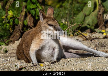 Macropus agilis, auch bekannt als Sandwallaby, ist eine Wallaby-Art, die in Nordaustralien und N zu finden ist Stockfoto