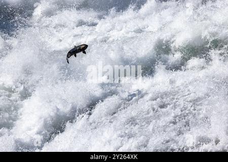 Clearwater, Kanada. 5. September 2024 im Bild: Chinook Lachse springen in Bailey’s Chute im Wells Gray Provincial Park nahe Clearwater in Britisch Stockfoto