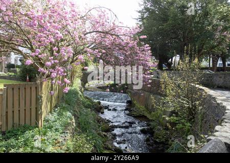 Cherry Tree blüht über dem Artle Beck in Brookhouse Caton bei Lancaster Lancashire England Stockfoto