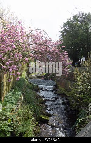 Cherry Tree blüht über dem Artle Beck in Brookhouse Caton bei Lancaster Lancashire England Stockfoto