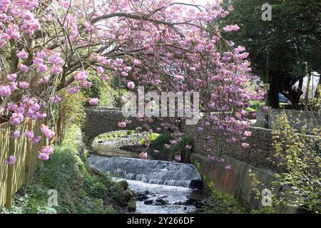 Cherry Tree blüht über dem Artle Beck in Brookhouse Caton bei Lancaster Lancashire England Stockfoto