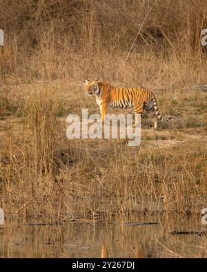 Wilde bengalische Tigerin oder panthera tigris tigris Seitenprofil fixiert ihren Blick oder starrt auf mögliche Beute dhikala Grasland jim corbett Nationalpark Stockfoto