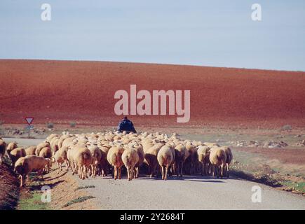 Shepperd und seine Herde von Schafen. Provinz Ciudad Real, Castilla La Mancha, Spanien. Stockfoto