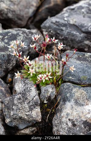 Sternensaxifrage Stockfoto