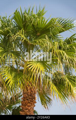 Grüne wunderschöne Palme isoliert auf dem Himmelhintergrund Stockfoto