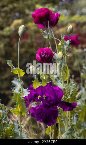 Ein florales Stillleben auf der Chelsea Flower Show 2024 in London, Großbritannien. Stockfoto
