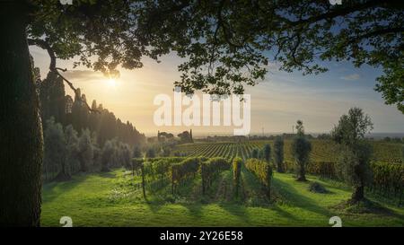 Bolgheri Weinberge und Olivenbäume bei Sonnenuntergang. Baum als Rahmen, Herbstsaison. Landschaft in der Maremma, Toskana, Italien, Europa. Stockfoto